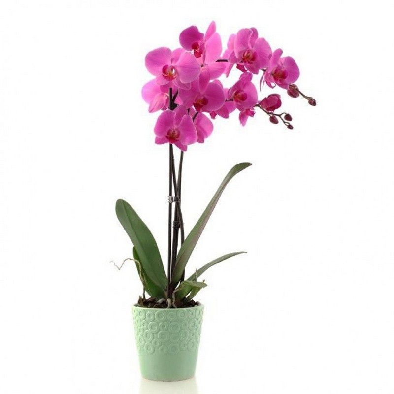 PHALAENOPSIS ORCHID PURPLE - 60CM - 2 SHOOTS pic 1