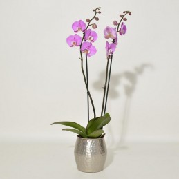 ΟΡΧΙΔΕΑ PHALAENOPSIS ΜΩΒ - 60CM - 2 ΒΛΑΣΤΟΥΣ φώτο 2