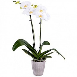 ΟΡΧΙΔΕΑ PHALAENOPSIS ΛΕΥΚΗ - 60CM - 2 ΒΛΑΣΤΟΥΣ