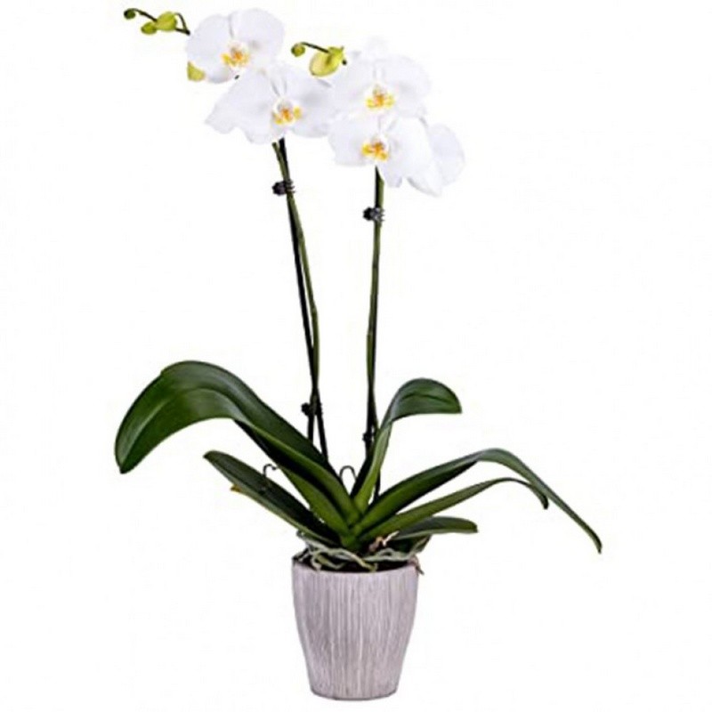 ΟΡΧΙΔΕΑ PHALAENOPSIS ΛΕΥΚΗ - 60CM - 2 ΒΛΑΣΤΟΥΣ