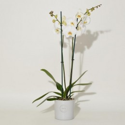 PHALAENOPSIS ORCHID WHITE - 60CM - 2 STEM front