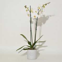 ΟΡΧΙΔΕΑ PHALAENOPSIS ΛΕΥΚΗ - 60CM - 2 ΒΛΑΣΤΟΥΣ μπροστά