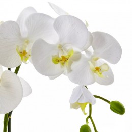 ΟΡΧΙΔΕΑ PHALAENOPSIS ΛΕΥΚΗ - 60CM - 2 ΒΛΑΣΤΟΥΣ λεπτομέρειες