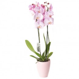 ΟΡΧΙΔΕΑ PHALAENOPSIS ΡΟΖ - 60CM - 2 ΒΛΑΣΤΟΥΣ