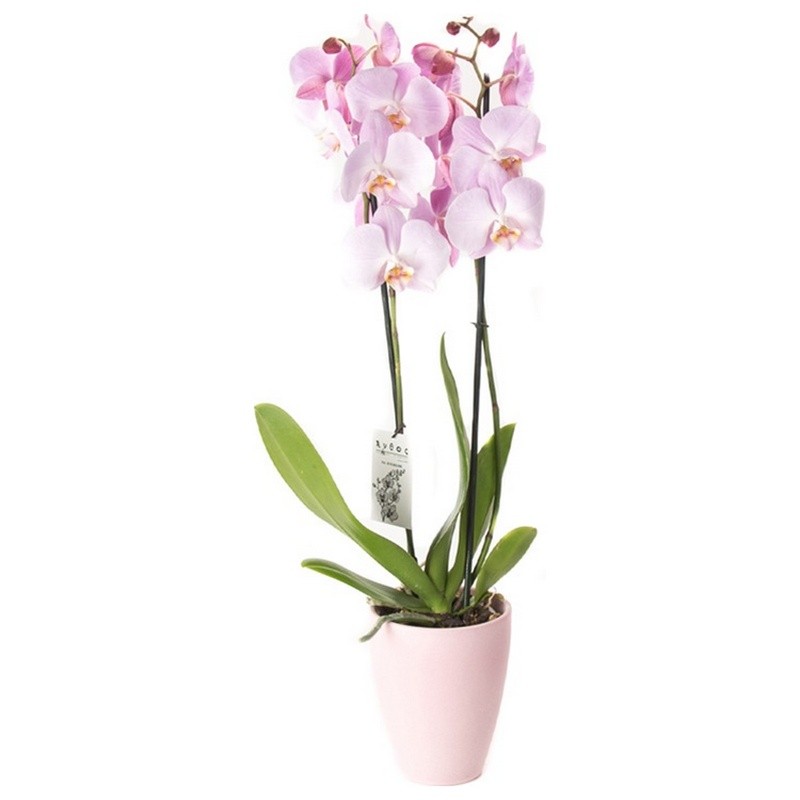 PHALAENOPSIS ORCHID PINK - 60CM - 2 SHOOTS