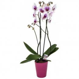 ΟΡΧΙΔΕΑ PHALAENOPSIS ΡΟΖ - 60CM - 2 ΒΛΑΣΤΟΥΣ μπροστά