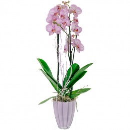 ΟΡΧΙΔΕΑ PHALAENOPSIS ΡΟΖ - 60CM - 2 ΒΛΑΣΤΟΥΣ μπροστά 2