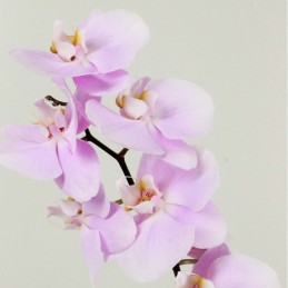 ΟΡΧΙΔΕΑ PHALAENOPSIS ΡΟΖ - 60CM - 2 ΒΛΑΣΤΟΥΣ λεπτομέρειες