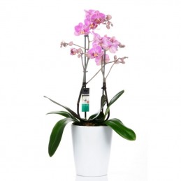 ΟΡΧΙΔΕΑ PHALAENOPSIS ΡΟΖ - 40CM - 2 ΒΛΑΣΤΟΥΣ
