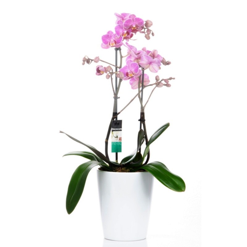 ΟΡΧΙΔΕΑ PHALAENOPSIS ΡΟΖ - 40CM - 2 ΒΛΑΣΤΟΥΣ