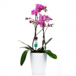 ΟΡΧΙΔΕΑ PHALAENOPSIS ΜΩΒ - 40CM - 2 ΒΛΑΣΤΟΥΣ