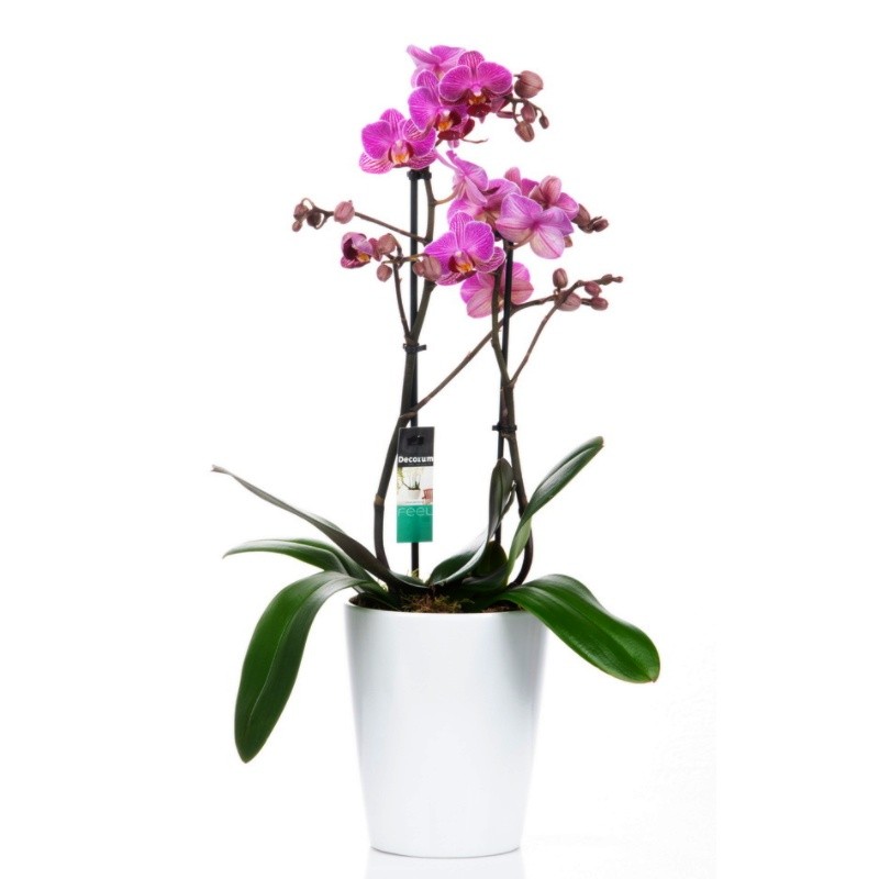 ΟΡΧΙΔΕΑ PHALAENOPSIS ΜΩΒ - 40CM - 2 ΒΛΑΣΤΟΥΣ