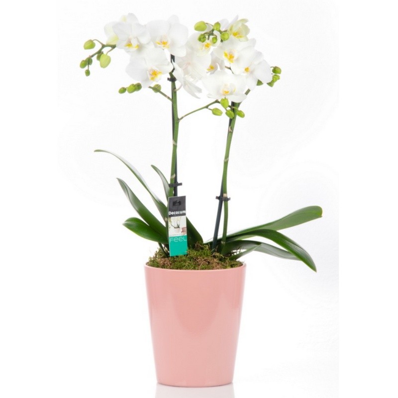 ΟΡΧΙΔΕΑ PHALAENOPSIS ΛΕΥΚΗ - 40CM - 2 ΒΛΑΣΤΟΥΣ