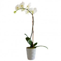 ΟΡΧΙΔΕΑ PHALAENOPSIS ΛΕΥΚΗ - 60CM - 1 ΒΛΑΣΤΟ