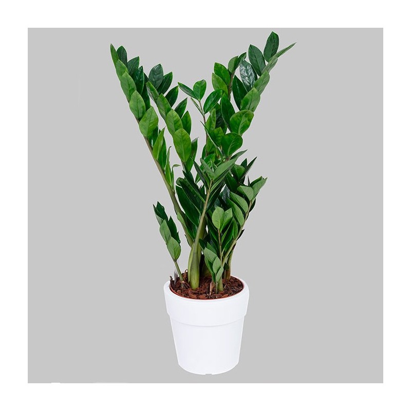 Ζαμια 60cm