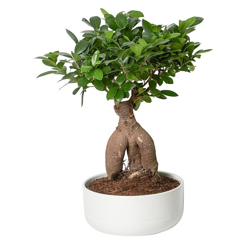 Bonsai 30cm