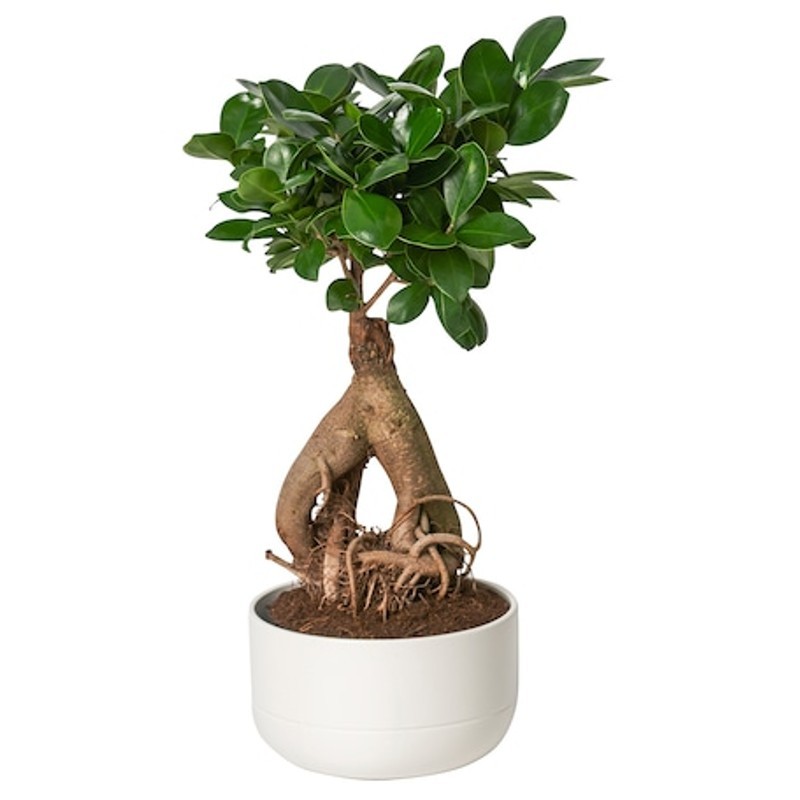 Μπονσάι 25cm