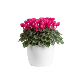 Cyclamen Large