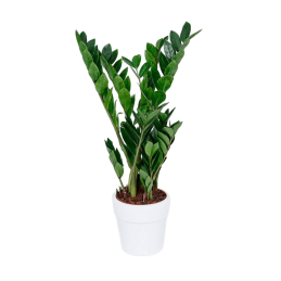 Zamioculcas 60cm