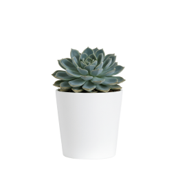 Succulents Red Indoor