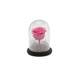 Forever Rose, pink, in a...