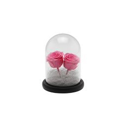 Forever Rose, double pink,...