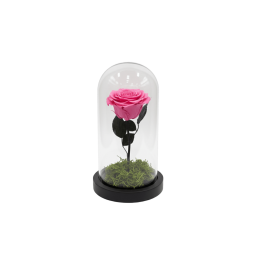 Forever Rose, pink, in a...