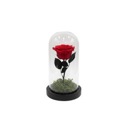 Forever Rose, red, in 25cm...