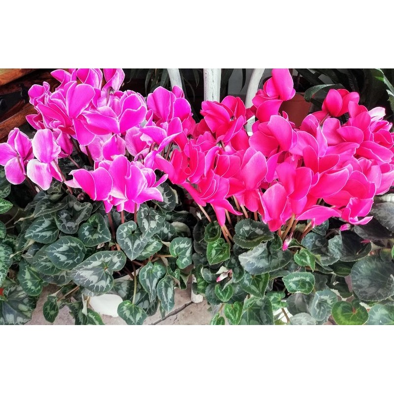 Cyclamen Large