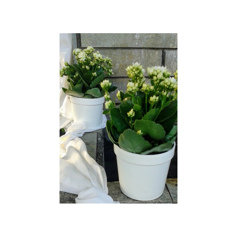 Kalanchoe White