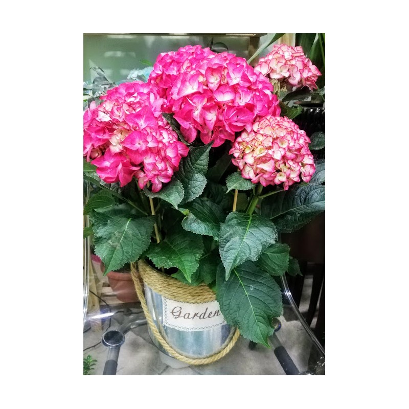 Hydrangea